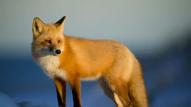 Animal & Nature Facts